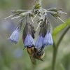 ABEILLE sur fleur de consoude du caucase. Jardin. JOËL LIEGARD